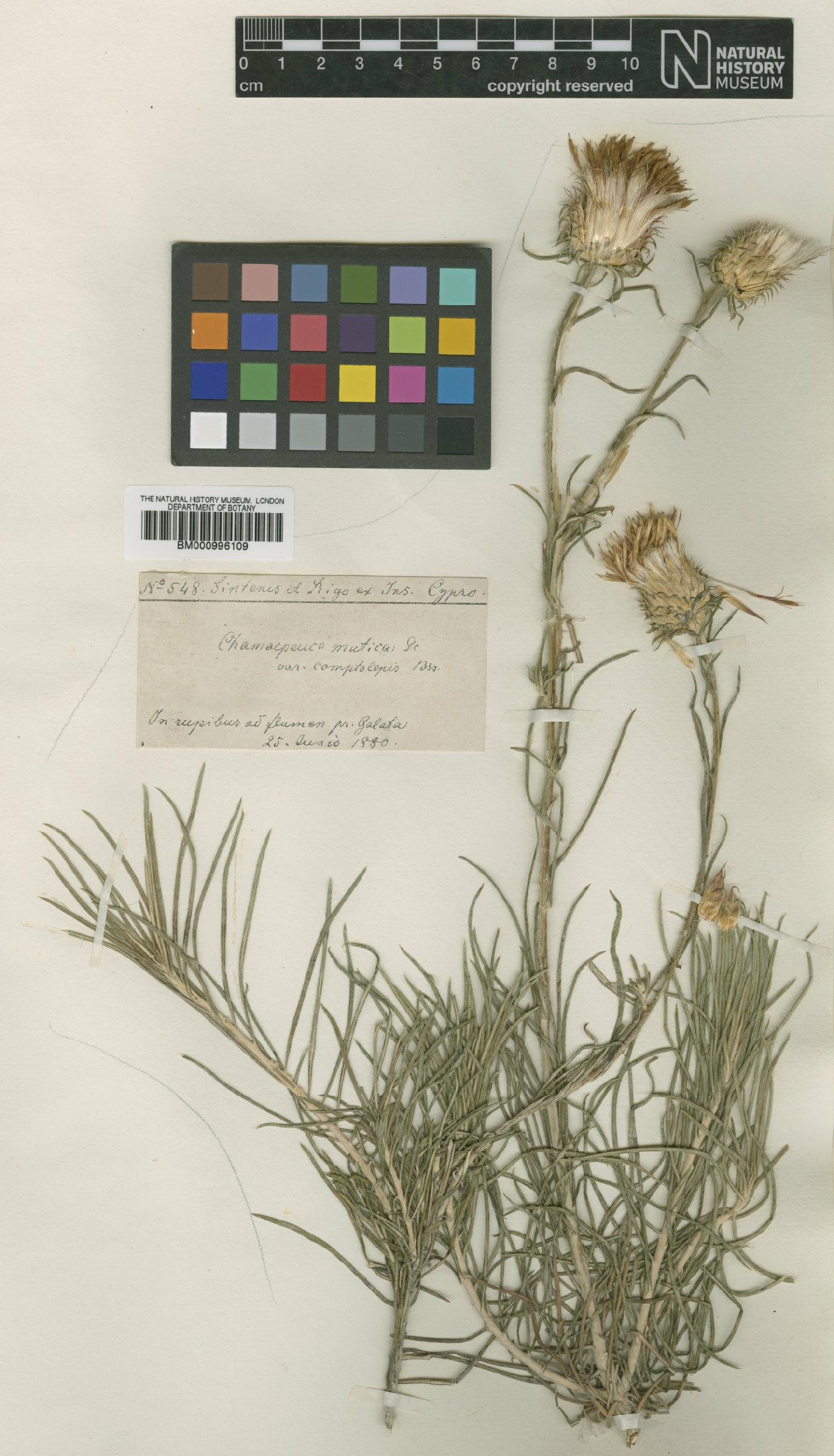 To NHMUK collection (Ptilostemon chamaepeuce var. cyprius Greuter; Type; NHMUK:ecatalogue:475726)