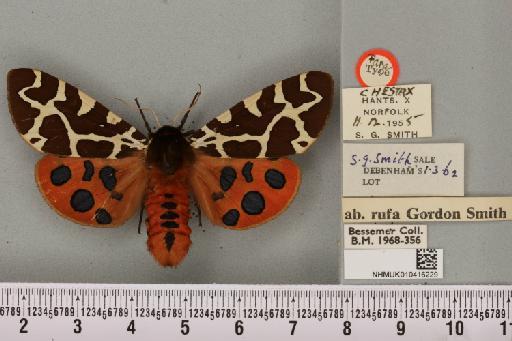 Arctia caja ab. rufa Smith, 1956 - NHMUK_010416229_528549