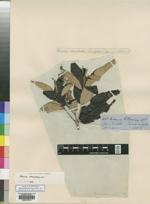 Miconia holosericea DC. - Spruce - BM000778073