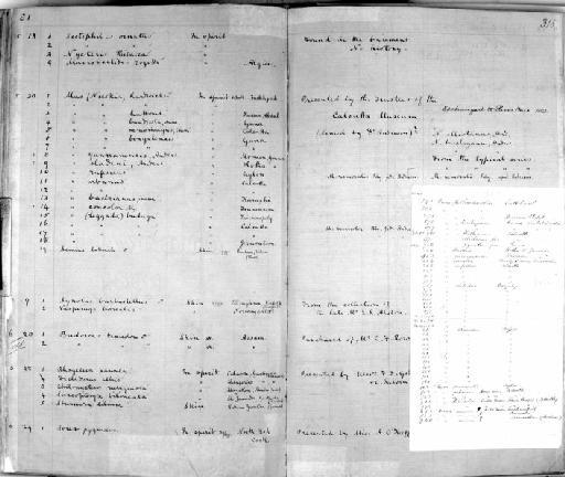 Elephantulus rozeti - Zoology Accessions Register: Mammals: 1861 - 1890: page 315