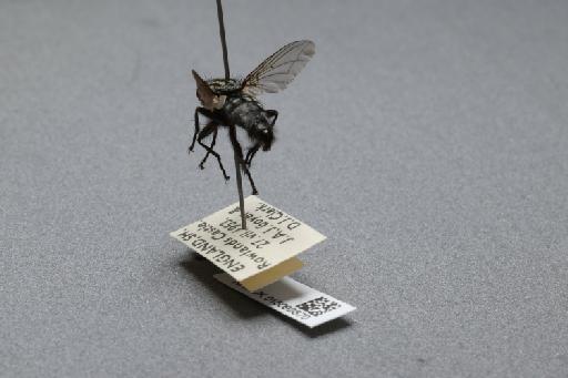 Sarcophaga (Rosellea) aratrix Pandelle, 1896 - 015092870_additional_2