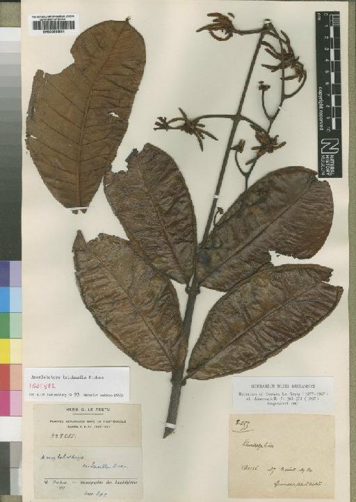 Ancylobotrys trichantha Pichon - BM000925634