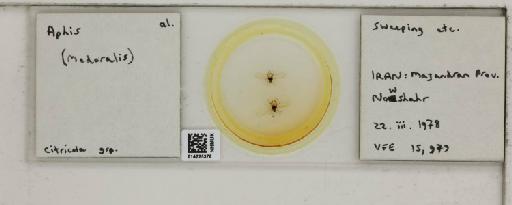 Aphis (Medoralis) spiraecola Patch, 1914 - 014225376_112525_1093088_157750_NoStatus