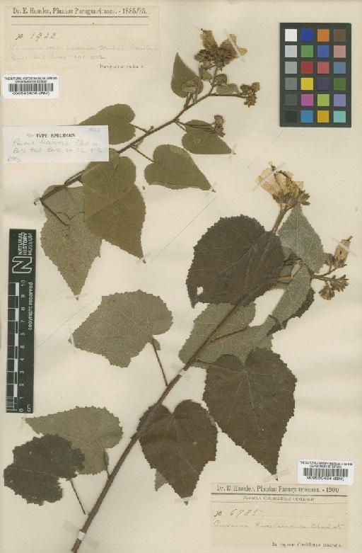 Pavonia hassleriana Chodat - BM000590424