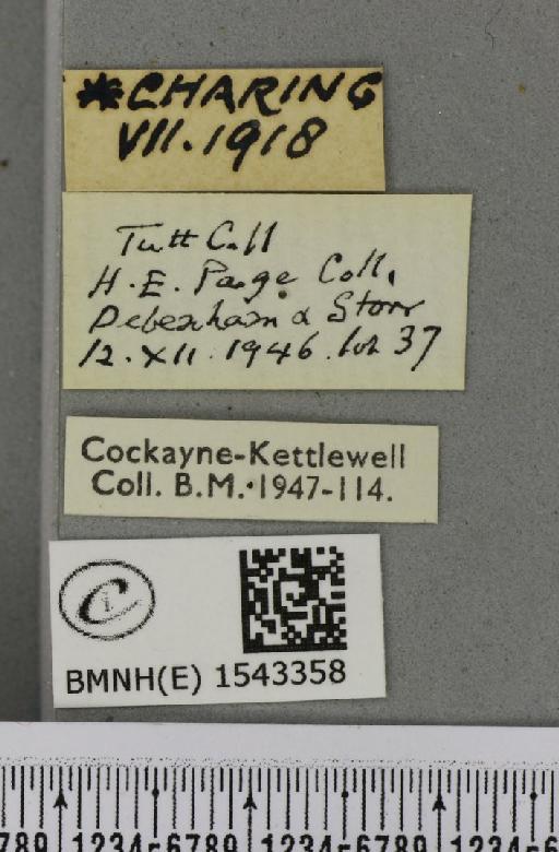 Thyatira batis ab. indecorata Turner, 1926 - BMNHE_1543358_label_234901