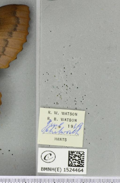 Gastropacha quercifolia (Linnaeus, 1758) - BMNHE_1524464_label_198619