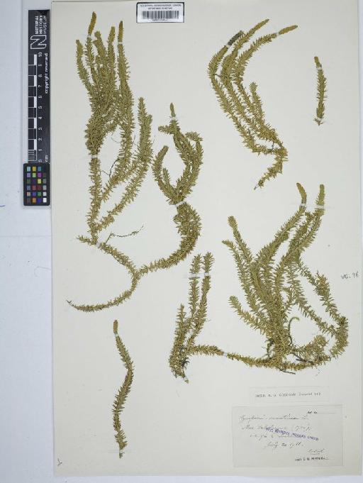 Lycopodium annotinum L. - BM001184432