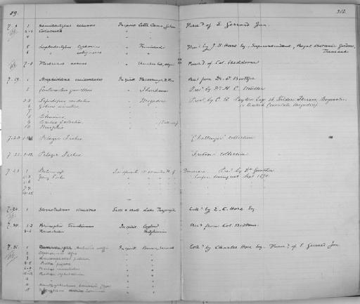 Myrophis sp - Zoology Accessions Register: Reptiles & Fishes: 1878 - 1892: page 312