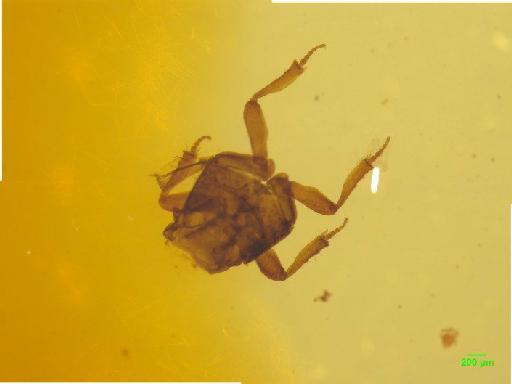 Aphodiinae Leach, 1815 - 010189660___13