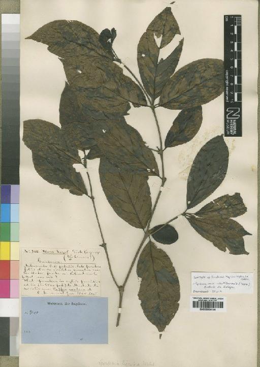 Rothmannia urcelliformis (Hiern) Robyns - BM000924144