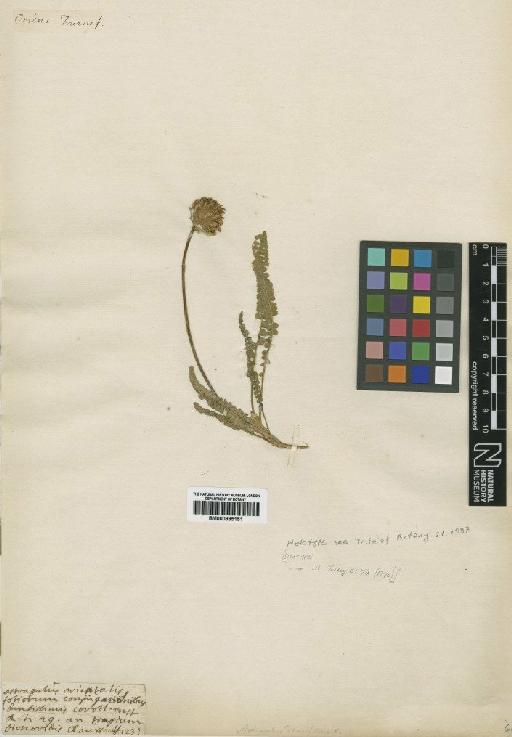 Astragalus densifolius Lam. - BM000885151