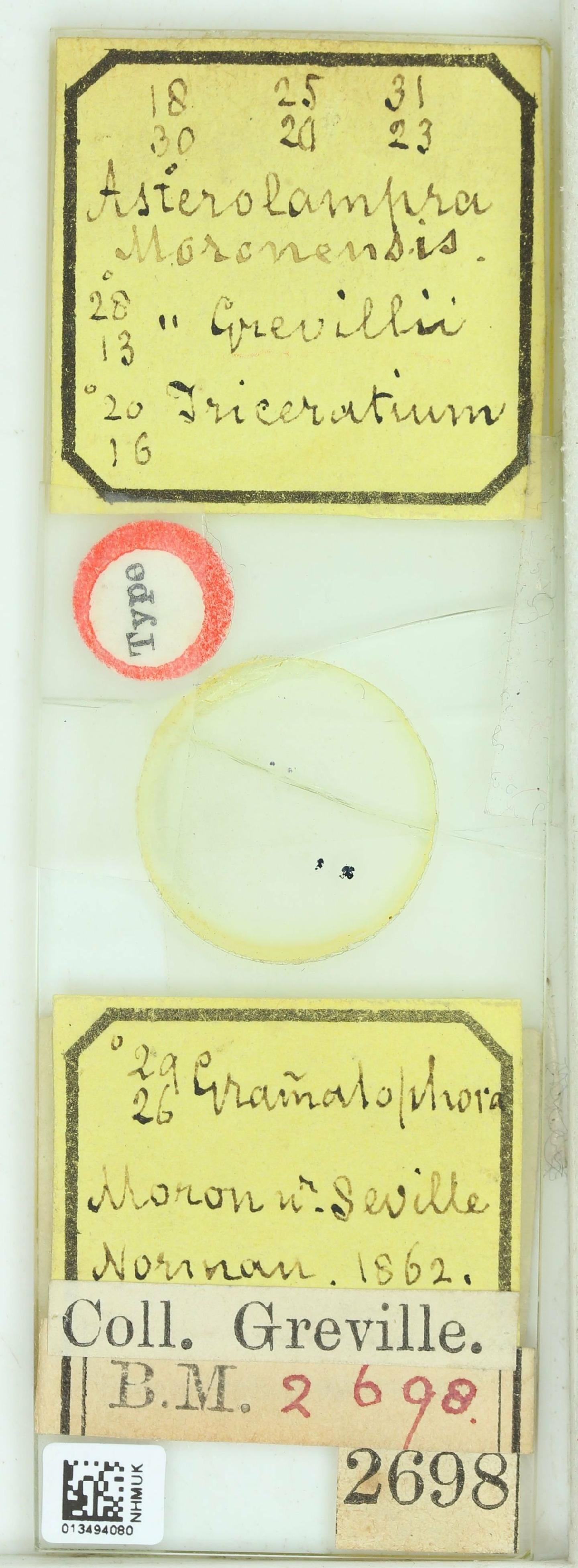 To NHMUK collection (Asterolampra moronensis Grev.; Holotype; NHMUK:ecatalogue:4738004)