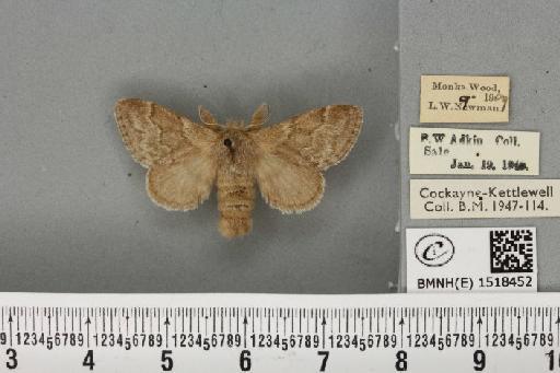 Trichiura crataegi ab. pallida Tutt, 1900 - BMNHE_1518452_189730