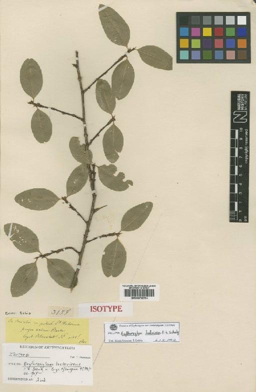 Erythroxylum laetevirens Schulz - BM000795794