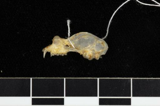 Rhinolophus stheno microglobosus Csorba and Jenkins, 1998 - 1997_360-Rhinolophus_stheno_microglobosus-Holotype-Skull-lateral