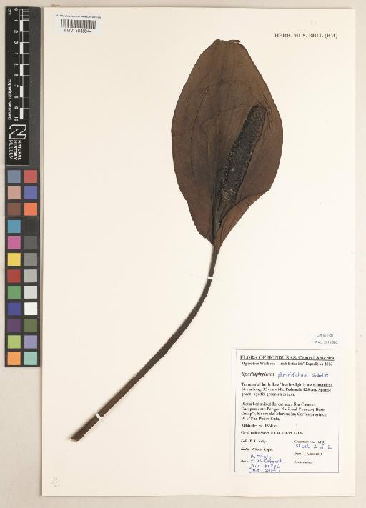Spathiphyllum phryniifolium Schott - 013848944