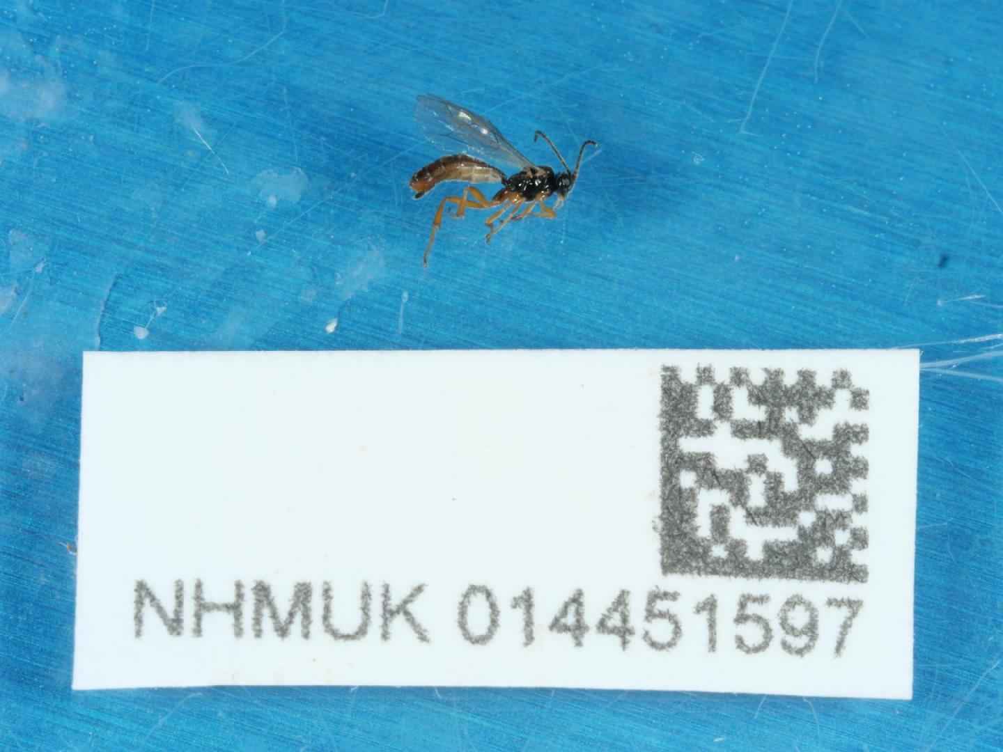 Plectiscus ridibundus