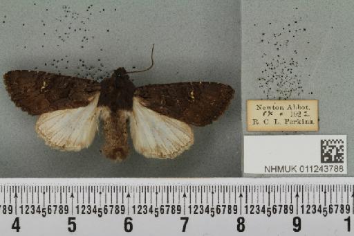 Aporophyla nigra (Haworth, 1809) - NHMUK_011243788_644922