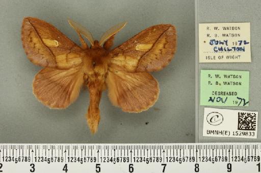 Euthrix potatoria (Linnaeus, 1758) - BMNHE_1529833_197277