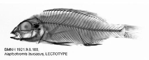 Haplochromis leuciscus Regan, 1922 - BMNH 1921.9.6.188, Haplochromis leuciscus, LECTOTYPE, Radiograph