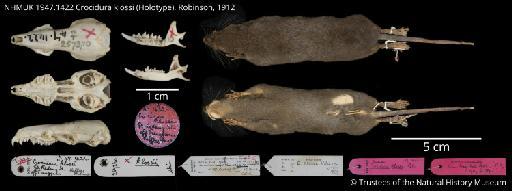 Crocidura klossi Robinson 1912 - NHMUK 1947.1422 Crocidura klossi Holotype Figureplate