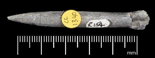 Simpsonibelus expansus (Simpson) - PI CC 1340 - belemnite