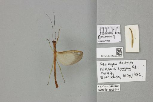 Kerabistus (Kerabistus) affinis (de Haan, 1842) - 012497096_72664_93740