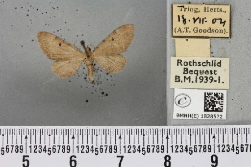 Eupithecia absinthiata (Clerck, 1759) - BMNHE_1828572_402906