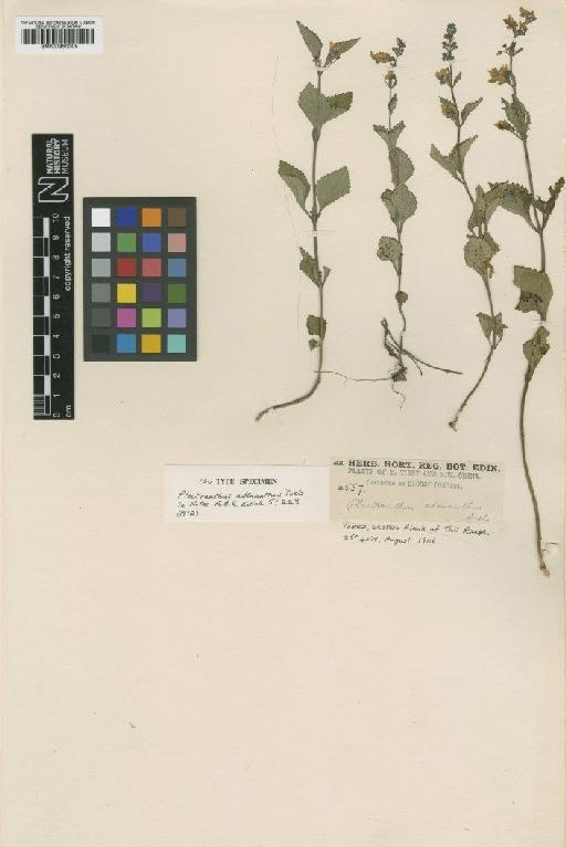 Plectranthus adenanthus Diels - BM000950305