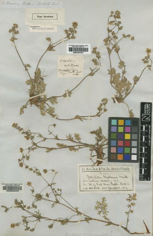 Potentilla plattensis Nutt - BM000884992