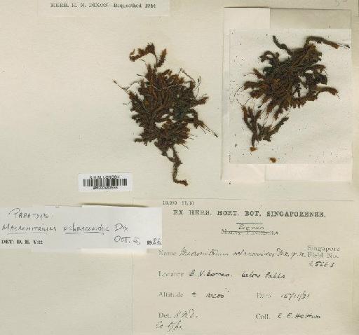 Macromitrium ochraceoides Dixon - BM000982556