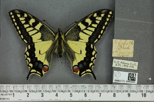 Papilio machaon britannicus Seitz, 1907 - BMNHE_1089227_64024