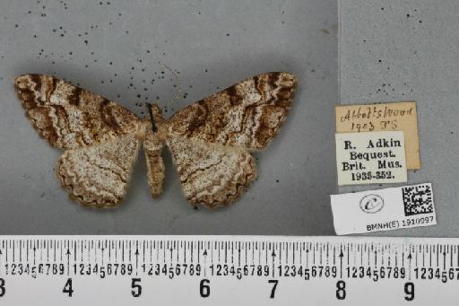 Alcis repandata repandata (Linnaeus, 1758) - BMNHE_1910997_478168