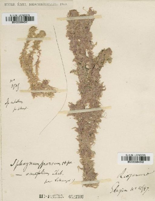 Sphagnum sparsum Hampe - BM000964642