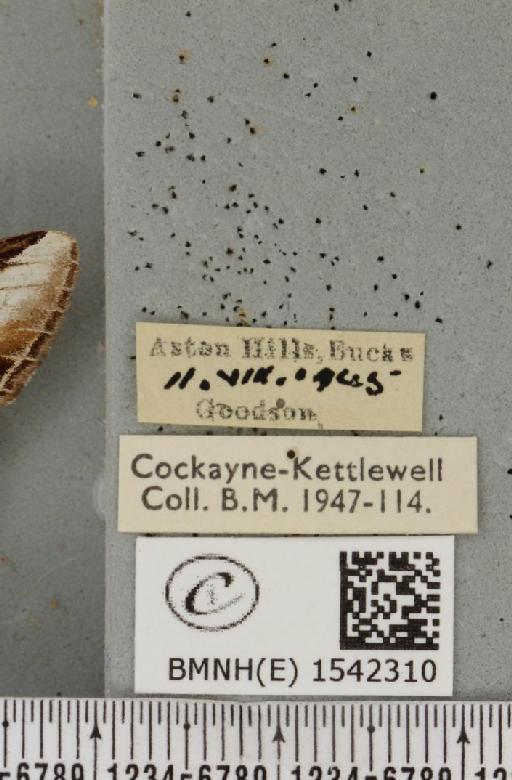 Pheosia gnoma (Fabricius, 1777) - BMNHE_1542310_label_246032