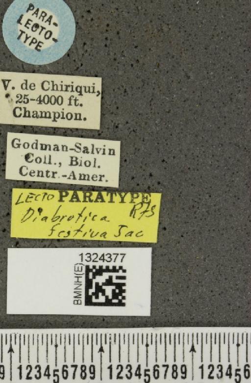 Paratriarius festivus (Jacoby, 1886) - BMNHE_1324377_label_21613