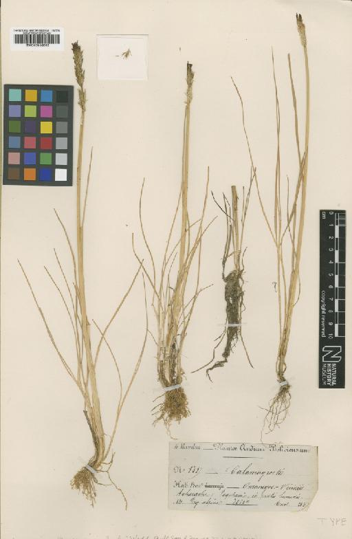 Calamagrostis rigescens (J.Presl) Scribn. - BM000938553