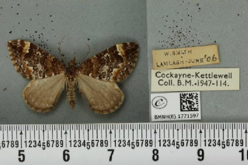 Dysstroma truncata concinnata (Stephens, 1831) - BMNHE_1771597_348401