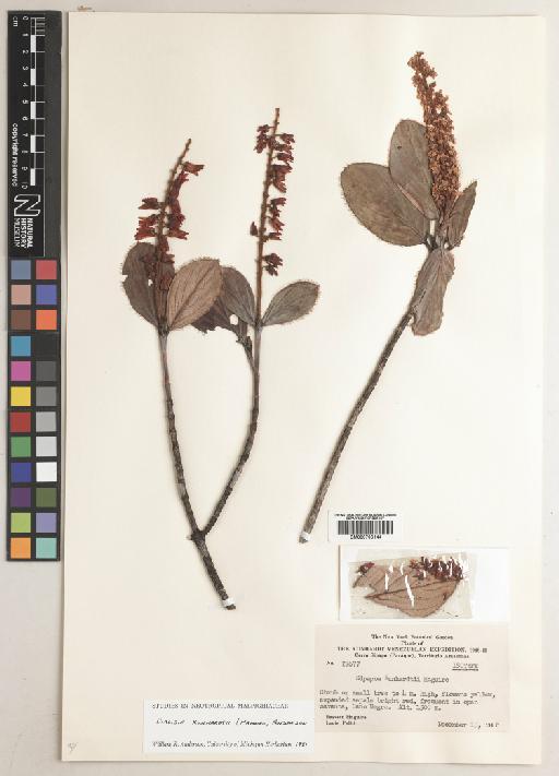 Diacidia kunhardtii (Maguire) W.R.Anderson - BM000796144