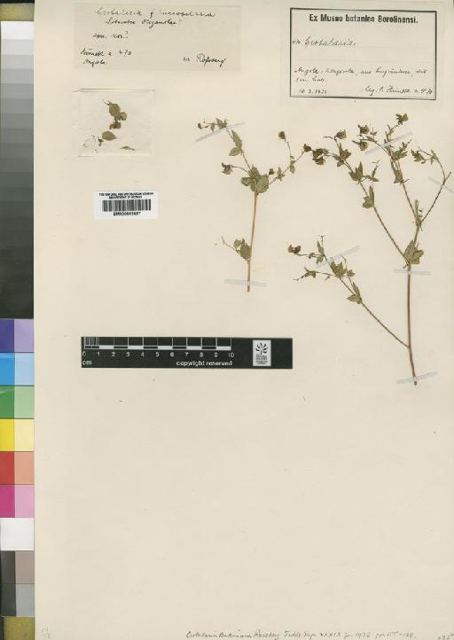 Crotalaria bakerana Rossberg - BM000843557