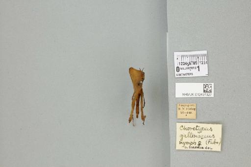 Xiphicera gallinacea (Fabricius, 1793) - 012497327_71767_91555