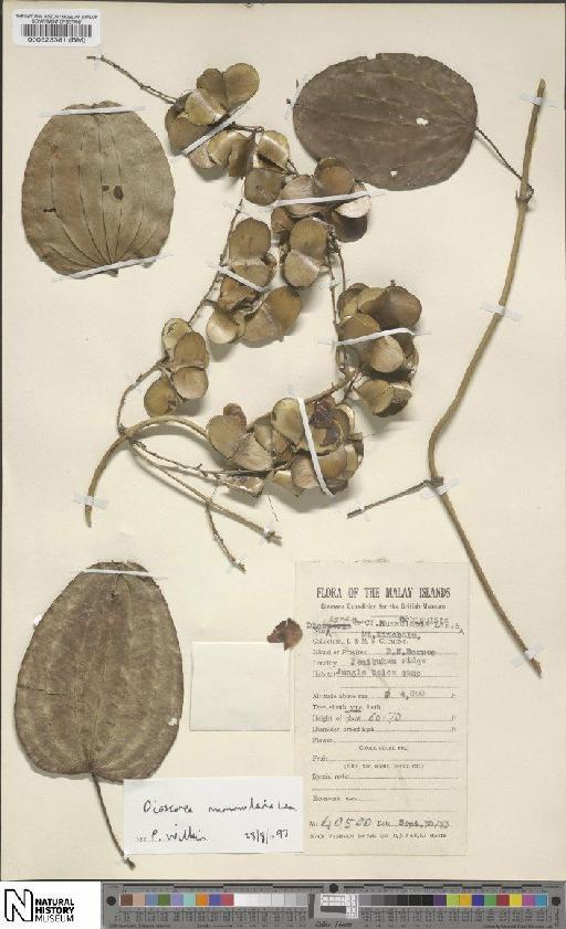 Dioscorea nummularia Lam. - BM000523381