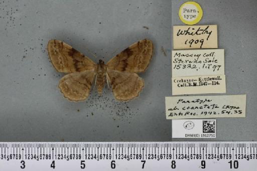 Alcis repandata repandata ab. coarctata Cockayne, 1942 - BMNHE_1912756_478731