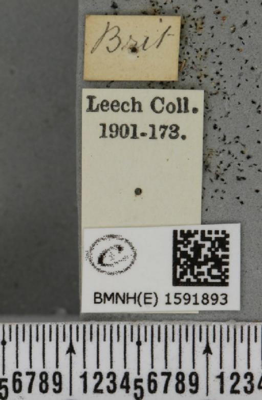 Idaea dimidiata (Hufnagel, 1767) - BMNHE_1591893_label_264290