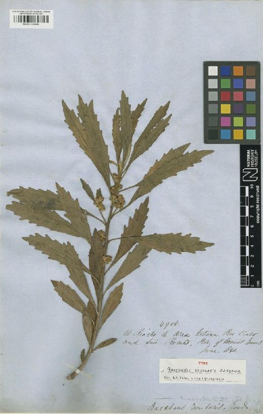 Baccharis rivularis Gardner - BM001125006