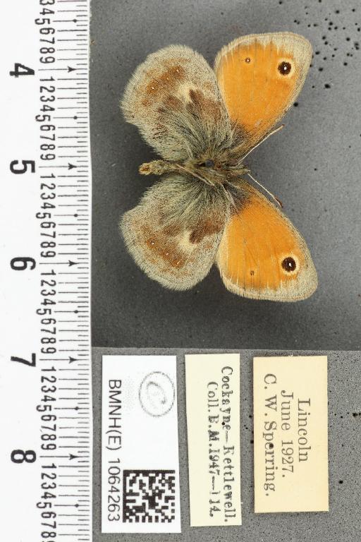 Coenonympha pamphilus ab. neca Strand, 1919 - BMNHE_1064263_25475