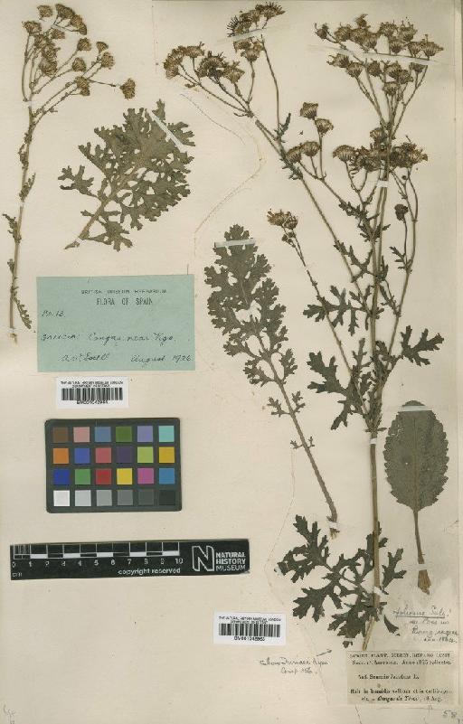 Senecio jacobaea L. - BM001042963