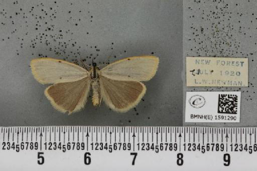 Cybosia mesomella (Linnaeus, 1758) - BMNHE_1591290_496821