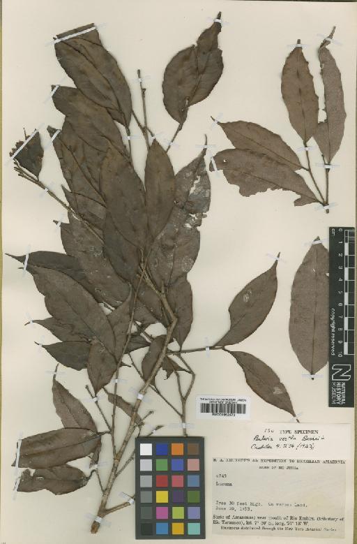 Sarcaulus vestitus (Baehni) T.D.Penn. - BM000952573