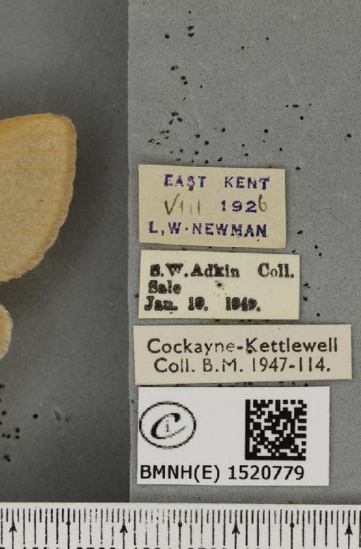 Lasiocampa trifolii flava Chalmers-Hunt, 1962 - BMNHE_1520779_label_192418